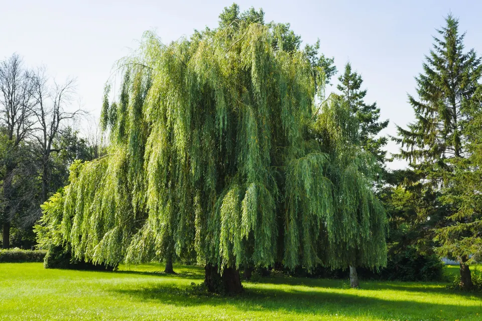 Een treurwilg in een park, in de zon